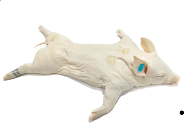 Cochinillo de Segovia  2 - 2,5 Kg aprox.