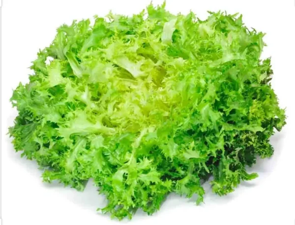 Escarola fresca - Unidad.