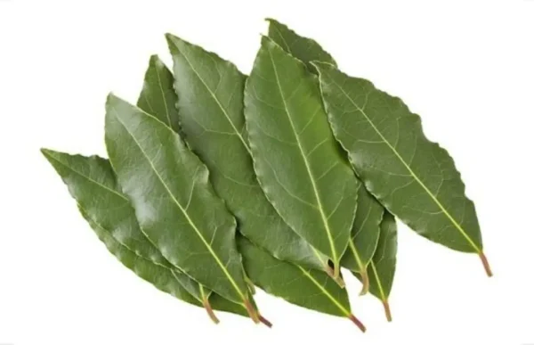 Laurel