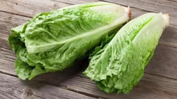 Lechuga romana 1 unid.