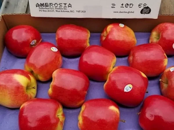 Manzana Ambrosía - 1 Kg. aprox.