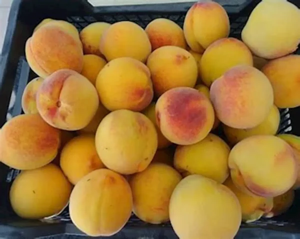 Melocotón - 1kg aprox