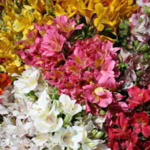 Modelo: ALSTROEMERIAS