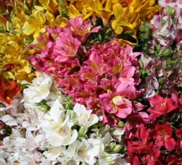 Modelo: ALSTROEMERIAS