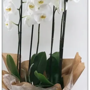 Modelo: COMPOSICIÓN DE ORQUÍDEAS