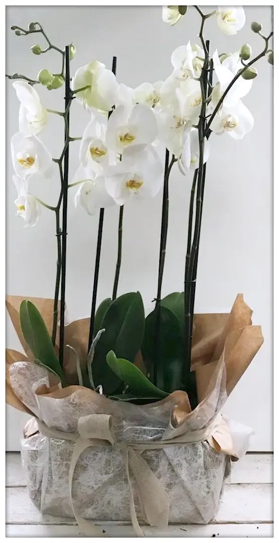 Modelo: COMPOSICIÓN DE ORQUÍDEAS