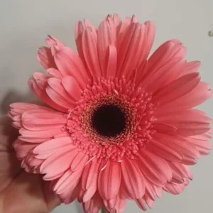 Modelo: GERBERAS