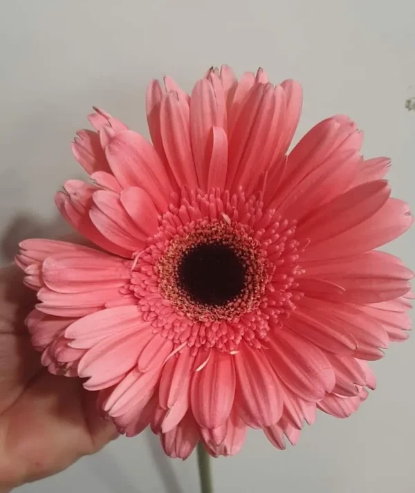 Modelo: GERBERAS