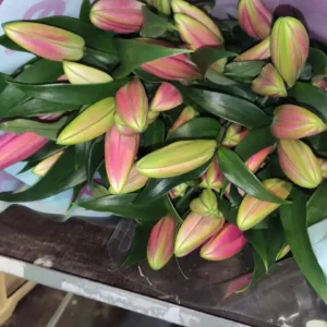Modelo: LILIUM ORIENTAL