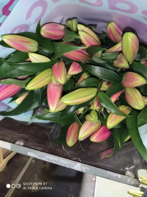 Modelo: LILIUM ORIENTAL