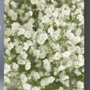 Modelo: PANICULATAS