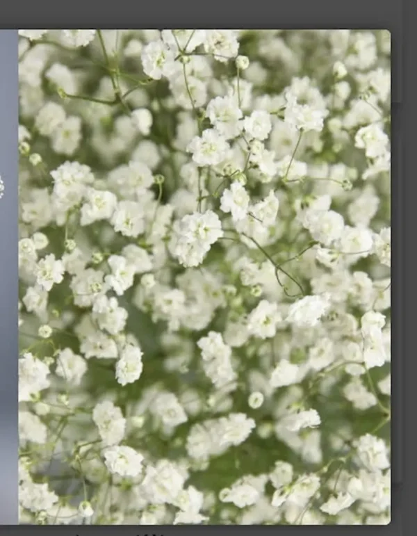Modelo: PANICULATAS