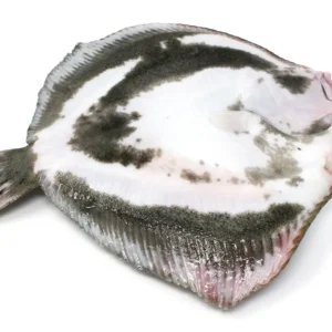 Rodaballo de piscifactoría gallega - 1,8 kg. aprox