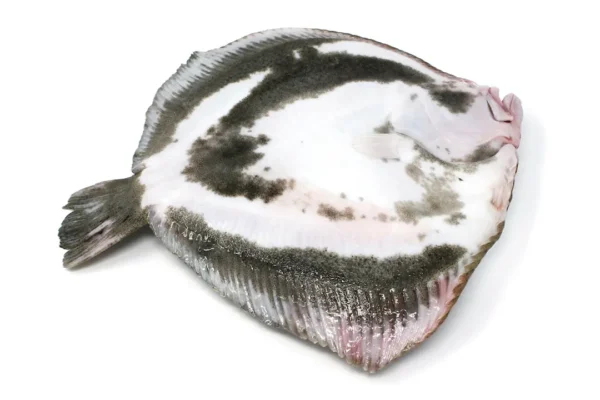 Rodaballo de piscifactoría gallega - 1,8 kg. aprox
