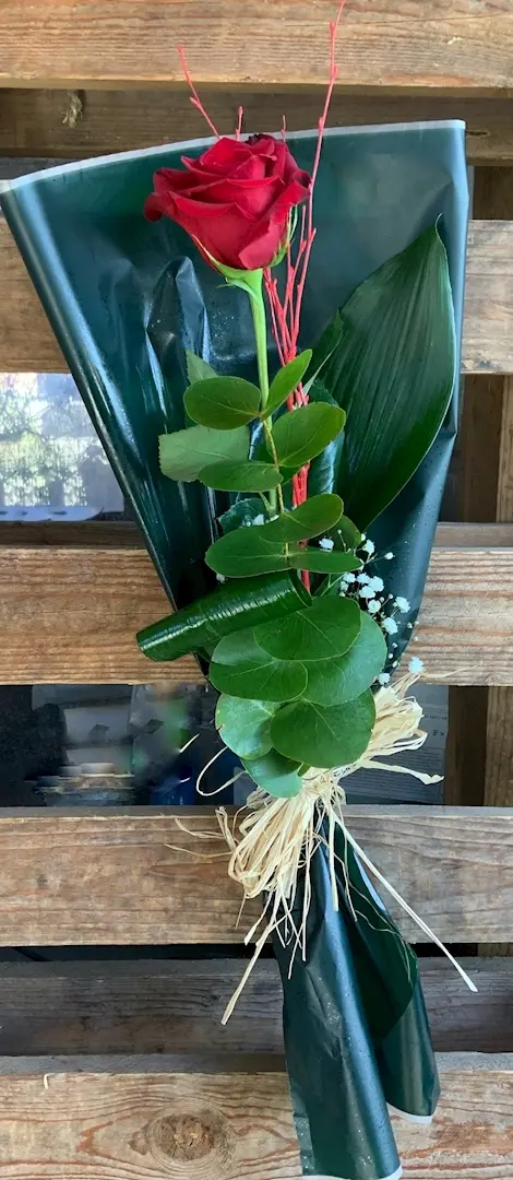 Rosa individual