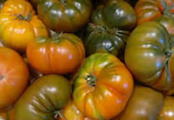 Tomate raf 1 kg aprox.