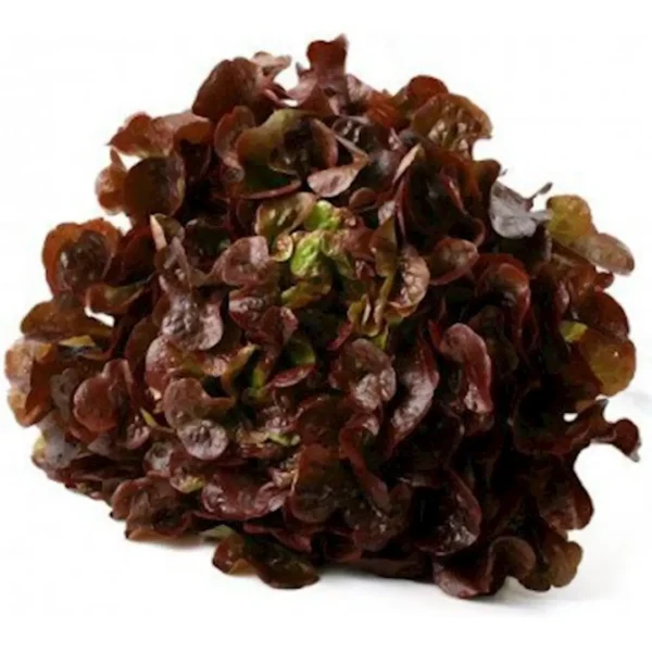 Lechuga Hoja de Roble - 1 unidad.