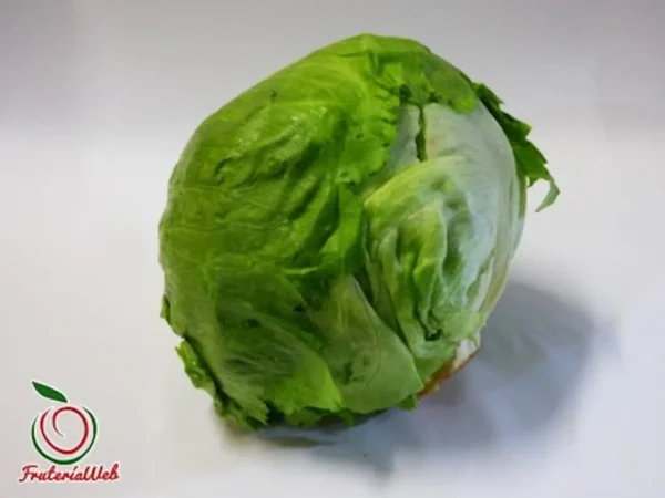 Lechuga iceberg