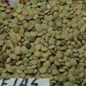 Lenteja verdina - 500 g. aprox.