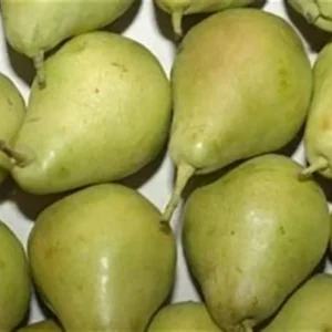 Peras de agua - 1 Kg. aprox.